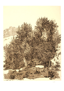 CASTELLANI :: L'abbeveratoio