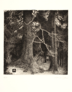 Maurizio Bottoni :: Piccolo interno di bosco