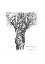 Cartella N. 13 - Natale 2007: Maurilio Catalano / Carla Horat: "L'albero della solitudine"