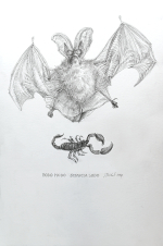 Roberto Stelluti, Todo modo Sciascia lodo. Pipistrello con gli occhiali e scorpione, 2024. Matita su carta, 200 x 230 mm (per gentile concessione dell’artista)